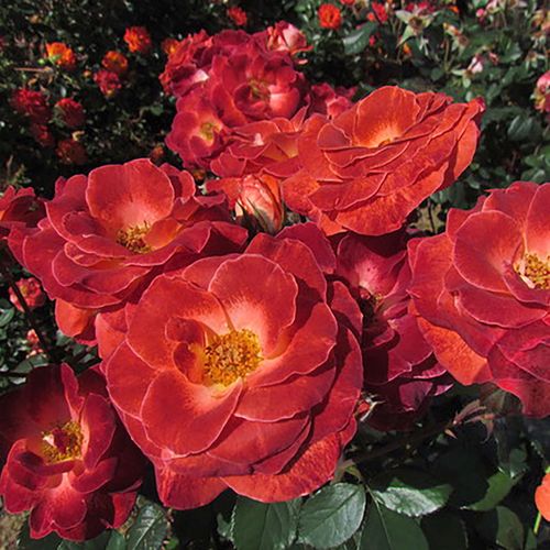 Mysterious Floribunda Rose