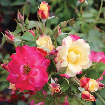 Campfire Floribunda Rose