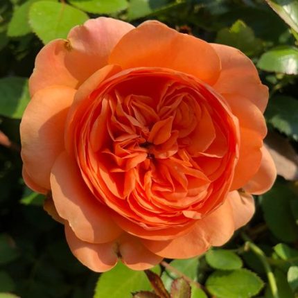 Double Ambre Floribunda Rose