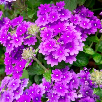 Verbena 'Homestead Purple' Vervain