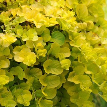 Lysimachia Creeping Jenny