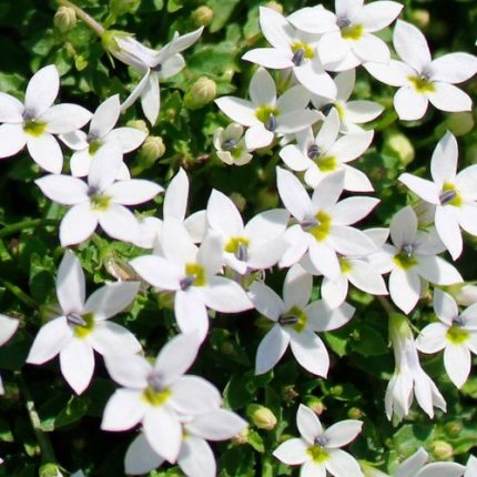 Isotoma White Star Creeper