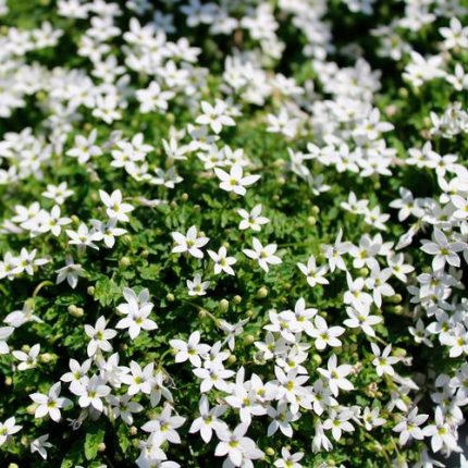 Isotoma White Star Creeper