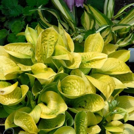 Hosta 'Maui Buttercups'