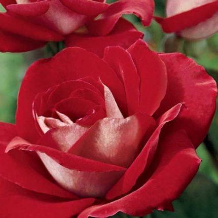 Ronald Reagan Hybrid Tea Rose