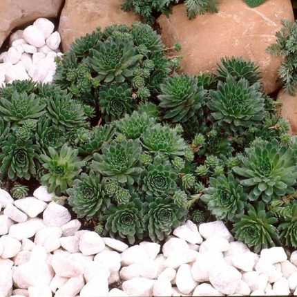 Sempervivum 'Pilioseum' Hens & Chicks