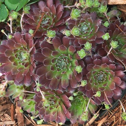 Sempervivum 'Pilioseum' Hens & Chicks