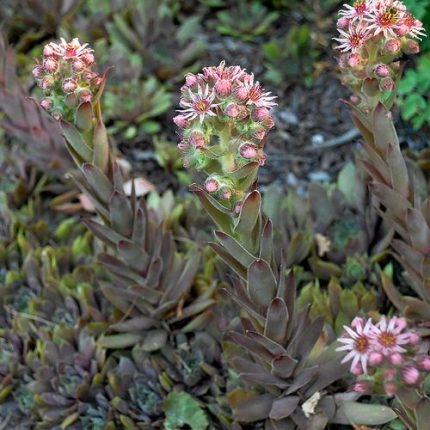 Sempervivum 'Purple Beauty' Hens & Chicks