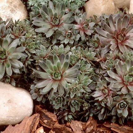 Sempervivum 'Purple Beauty' Hens & Chicks