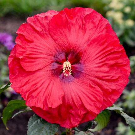 Hibiscus Summerific 'Valentine's Crush' Rose Mallow