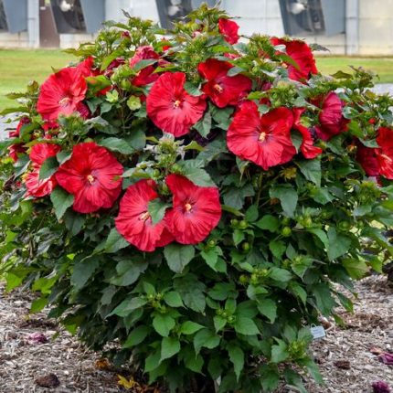 Hibiscus Summerific 'Valentine's Crush' Rose Mallow