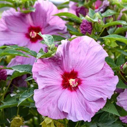 Hibiscus Summerific 'Lilac Crush' Rose Mallow