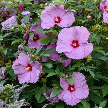 Hibiscus Summerific 'Lilac Crush' Rose Mallow