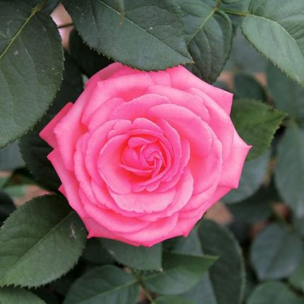 Canada Blooms Hybrid Tea Rose