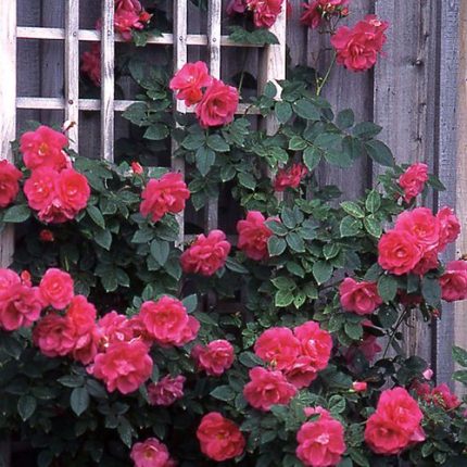 Felix LeClerc Climbing Rose