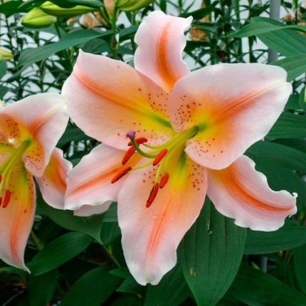 Lilium 'Salmon Party' Oriental Lily Bulbs