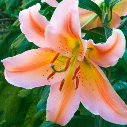 Lilium 'Salmon Party' Oriental Lily Bulbs