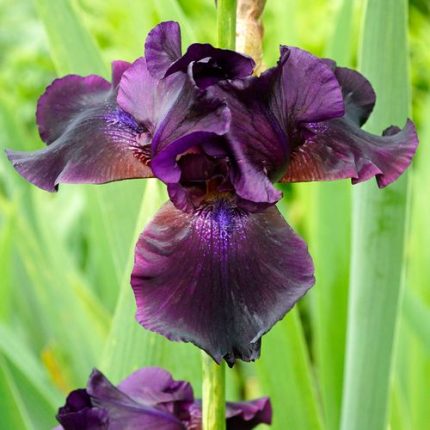 Iris 'Superstition'