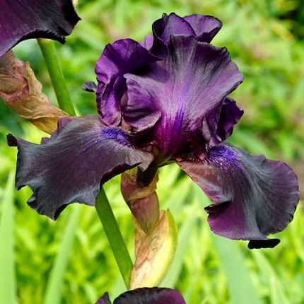 Iris 'Superstition'