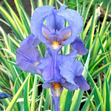 Iris 'Albo Variegata'