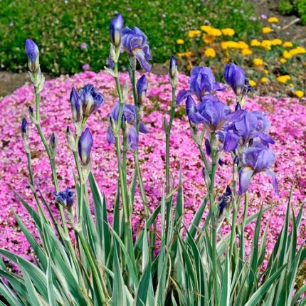 Iris 'Albo Variegata'