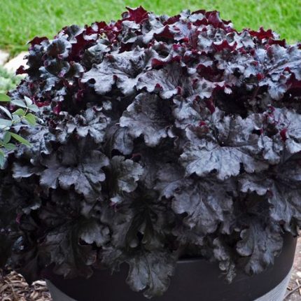 Heuchera Dressed Up 'Evening Gown' Coral Bells