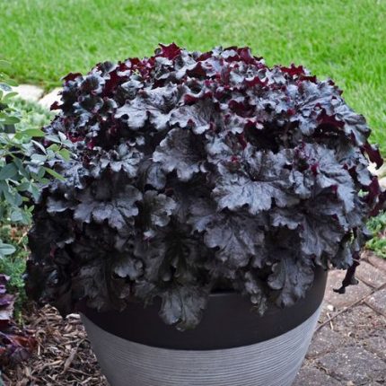 Heuchera Dressed Up 'Evening Gown' Coral Bells