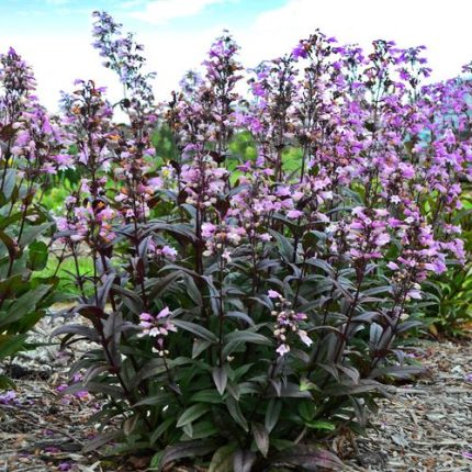 Penstemon 'Blackbeard' Beardtongue