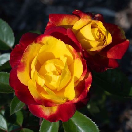 Sunbelt Garden Flame Floribunda Rose