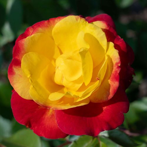 Sunbelt Garden Flame Floribunda Rose | PlantsRoses