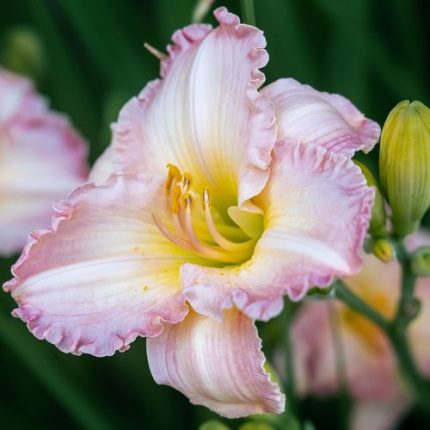 Hemerocallis 'Fairy Tale Pink' Daylily