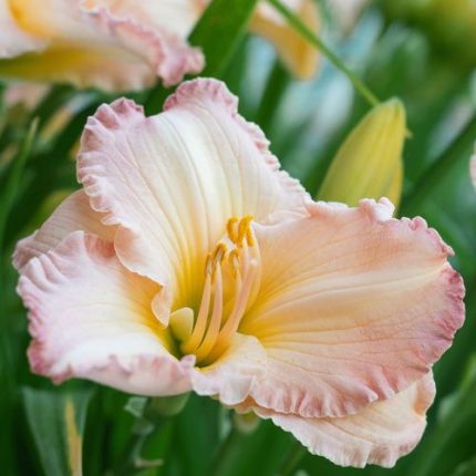 Hemerocallis 'Fairy Tale Pink' Daylily