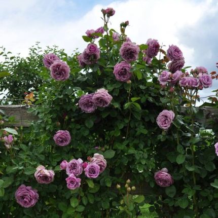 Quicksilver Arborose Climbing Rose