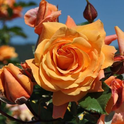 Tangerine Skies Arborose Climbing Rose