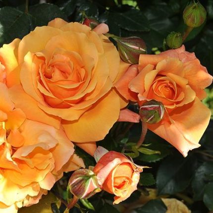 Tangerine Skies Arborose Climbing Rose