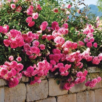 Petal Pushers Groundcover Rose