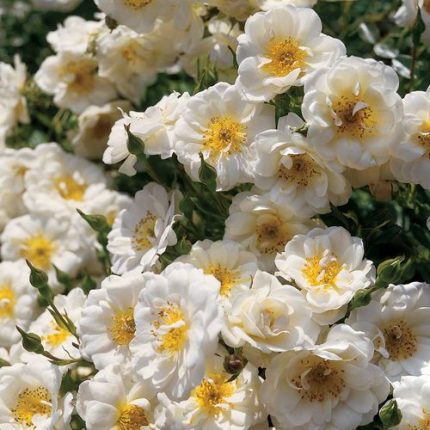 Blossom Blanket Groundcover Rose