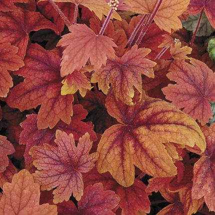 Heucherella 'Sweet Tea'