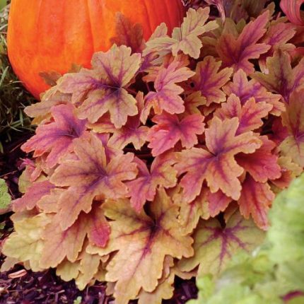 Heucherella 'Sweet Tea'