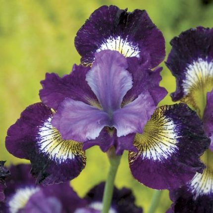 Iris 'Jewelled Crown'