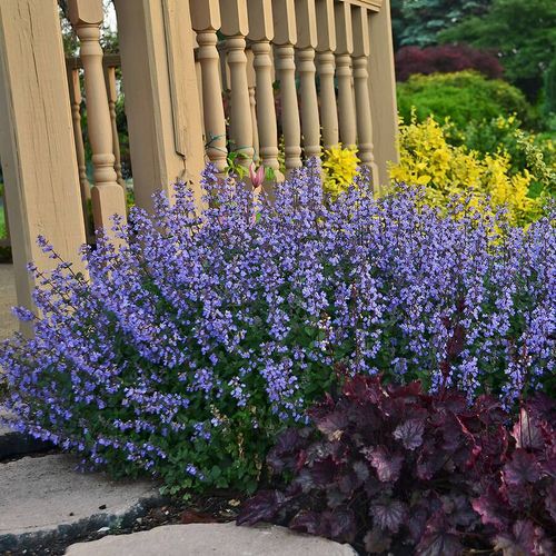 Nepeta 'Purrsian Blue'