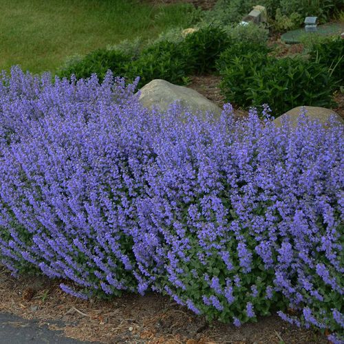 Nepeta 'Purrsian Blue'