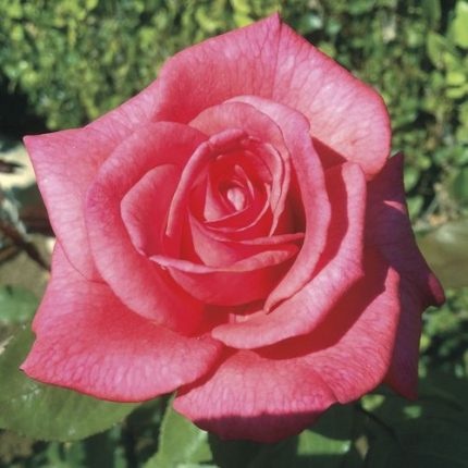 Aromatherapy Hybrid Tea Rose