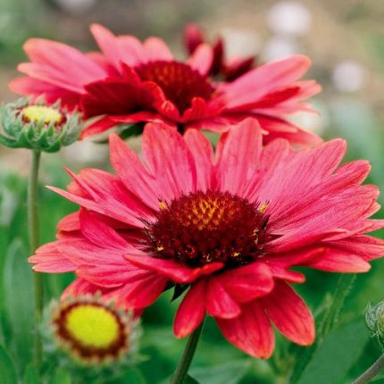 Gaillardia 'Arizona Red Shades'