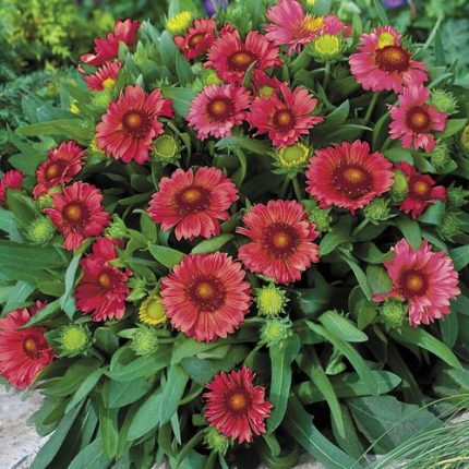 Gaillardia 'Arizona Red Shades'