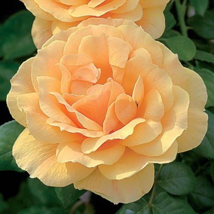 Easy Going Floribunda Rose