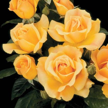 Easy Going Floribunda Rose