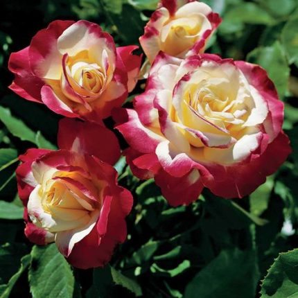 Double Delight 24-Inch Tree Rose