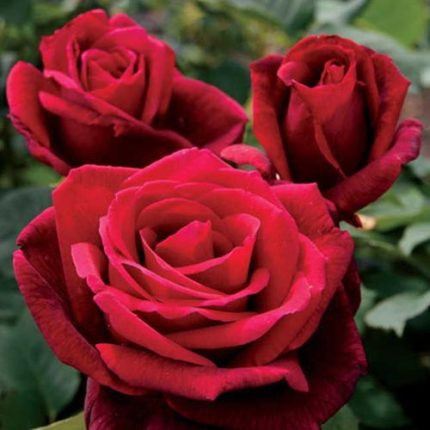 Mister Lincoln 36-inch Tree Rose