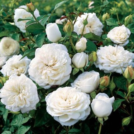 Pure Perfume Shrub Rose